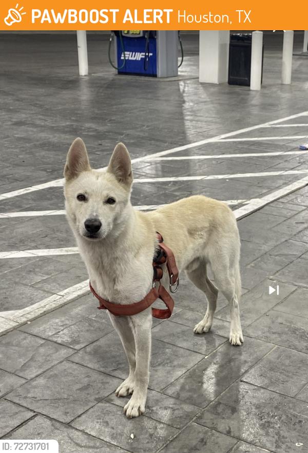 Found/Stray Male Dog last seen Swifft gas station on little York, Houston, TX 77093