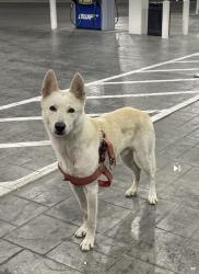Found/Stray Male Dog last seen Swifft gas station on little York, Houston, TX 77093