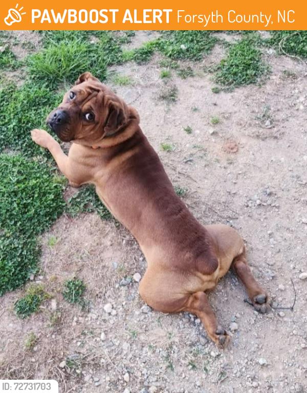 Found/Stray Male Dog last seen Hwy 65 and Kernersville Rd Belews Creek  NC, Forsyth County, NC 27009