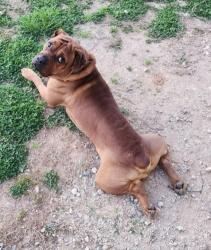 Found/Stray Male Dog last seen Hwy 65 and Kernersville Rd Belews Creek  NC, Forsyth County, NC 27009