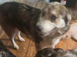 Lost Female Dog last seen Yuma foothills, Yuma, AZ 85365