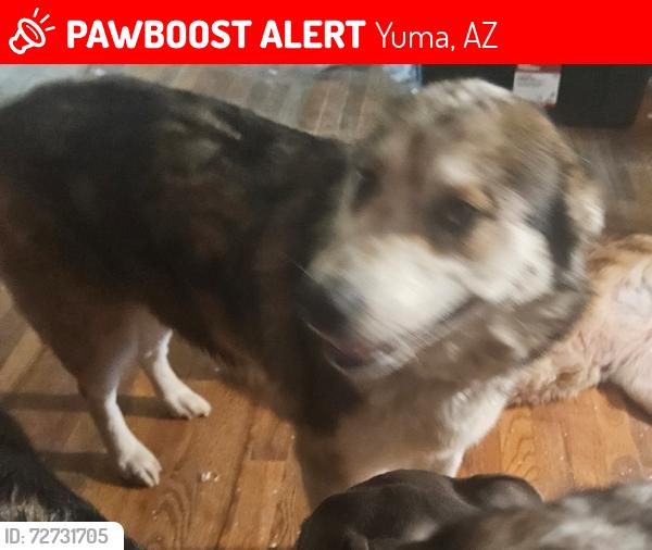 Lost Female Dog last seen Yuma foothills, Yuma, AZ 85365