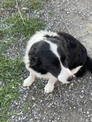 Lost Male Dog last seen Alder Rd & Orchard Rd, Pasco, WA 99301