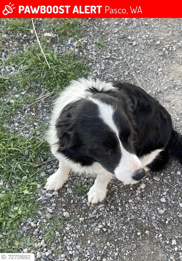 Lost Male Dog last seen Alder Rd & Orchard Rd, Pasco, WA 99301