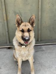 Lost Female Dog last seen By the zigs restaurant, Los Angeles, CA 91335