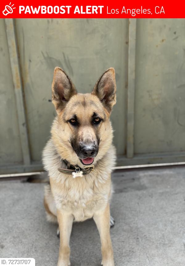 Lost Female Dog last seen By the zigs restaurant, Los Angeles, CA 91335