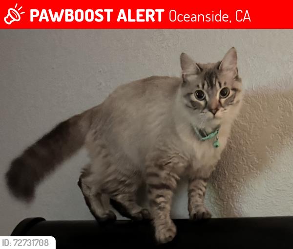 Lost Female Cat last seen Los arbolitos blvd. , Oceanside, CA 92058