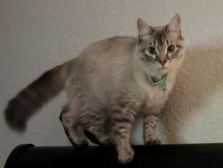 Lost Female Cat last seen Los arbolitos blvd. , Oceanside, CA 92058