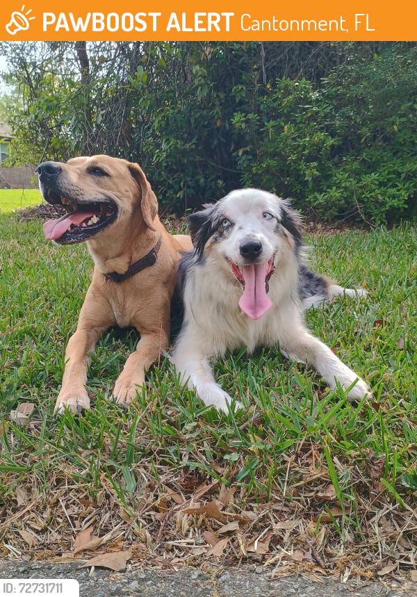 Found/Stray Unknown Dog last seen Creekwood Drive , Cantonment, FL 32533