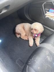 Lost Male Dog last seen 39th streer, Zachary, LA 70791