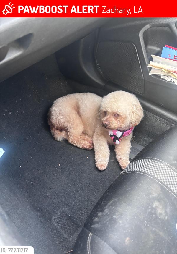 Lost Male Dog last seen 39th streer, Zachary, LA 70791