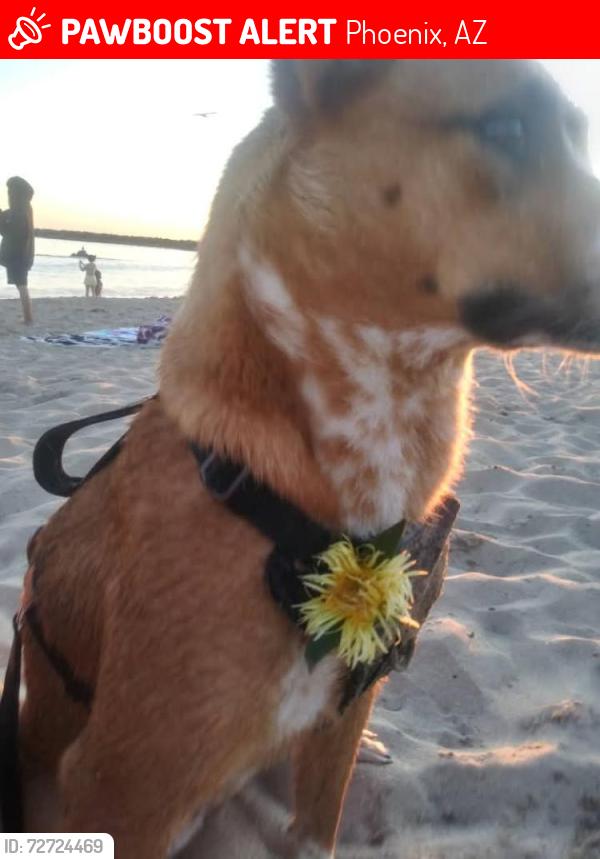 Lost Female Dog last seen Near street and thomas, Phoenix, AZ 85018