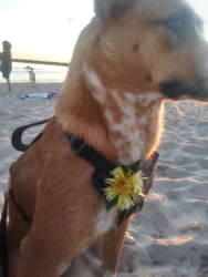 Lost Female Dog last seen Near street and thomas, Phoenix, AZ 85018