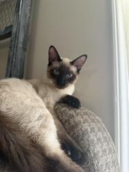 Lost Male Cat last seen Davis Mill ests, Dallas, GA 30157
