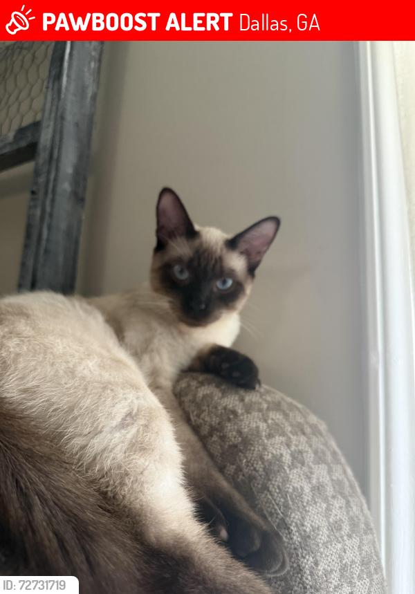 Lost Male Cat last seen Davis Mill ests, Dallas, GA 30157