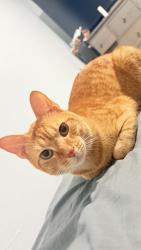 Lost Male Cat last seen Fairway and utopia , Miramar, FL 33023