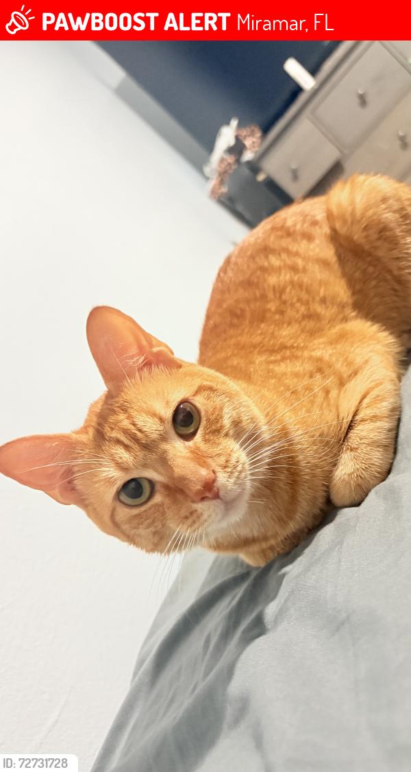 Lost Male Cat last seen Fairway and utopia , Miramar, FL 33023