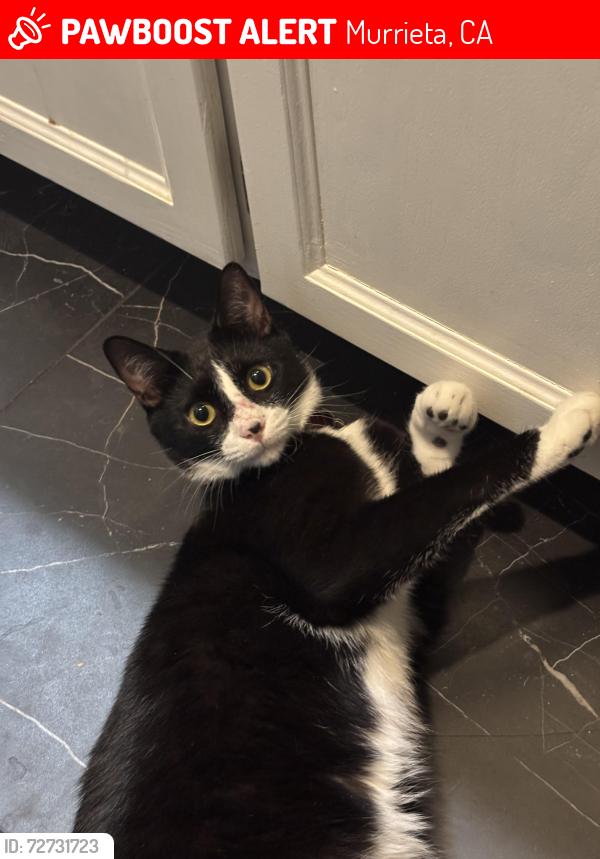 Lost Male Cat last seen Matadoor Way, Nutmeg Street, Murrieta, CA 92562