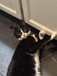 Lost Male Cat last seen Matadoor Way, Nutmeg Street, Murrieta, CA 92562