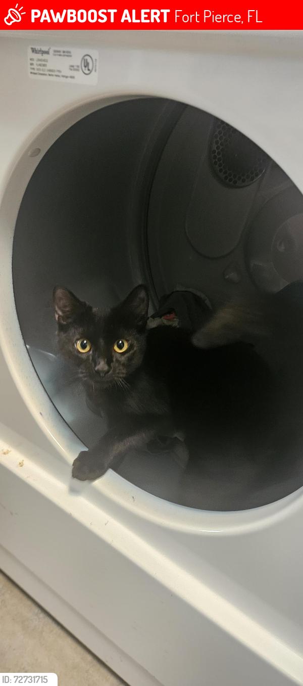 Lost Male Cat last seen Intersection around Ohio ave, Fort Pierce, FL 34950