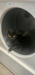 Lost Male Cat last seen Intersection around Ohio ave, Fort Pierce, FL 34950