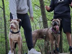 Lost Male Dog last seen Barnstable rd, Memphis, TN 38125