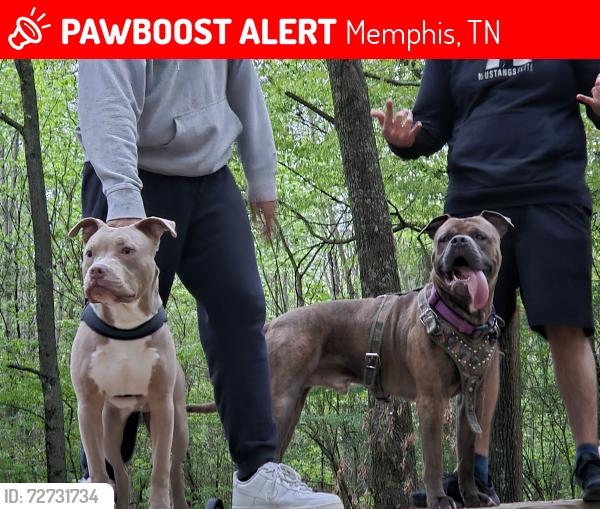 Lost Male Dog last seen Barnstable rd, Memphis, TN 38125