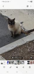 Found/Stray Unknown Cat last seen Bonita cndmniums, Bonita, CA 91902