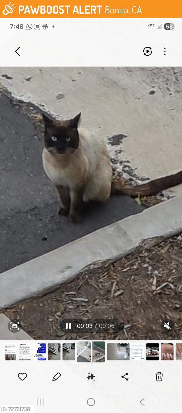 Found/Stray Unknown Cat last seen Bonita cndmniums, Bonita, CA 91902