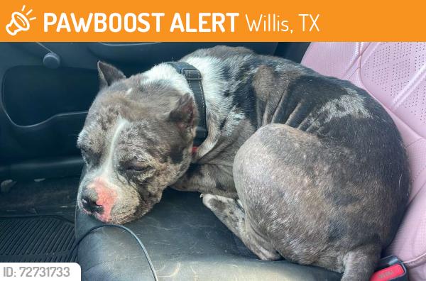 Found/Stray Male Dog last seen OLD MONTGOMERY, FIRST STOP AND STOP TERALYN, Willis, TX 77318