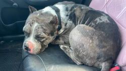 Found/Stray Male Dog last seen OLD MONTGOMERY, FIRST STOP AND STOP TERALYN, Willis, TX 77318
