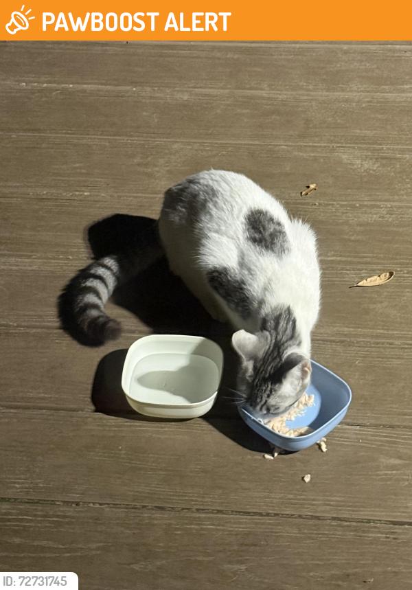 Found/Stray Unknown Cat last seen Lipscomb and point Reyes , New Hanover County, NC 28412