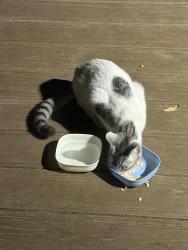 Found/Stray Unknown Cat last seen Lipscomb and point Reyes , New Hanover County, NC 28412
