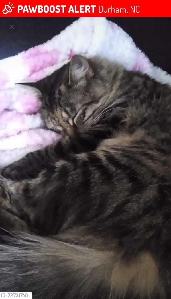 Lost Female Cat last seen Roxboro St and summit , Durham, NC 27707