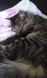 Lost Female Cat last seen Roxboro St and summit , Durham, NC 27707