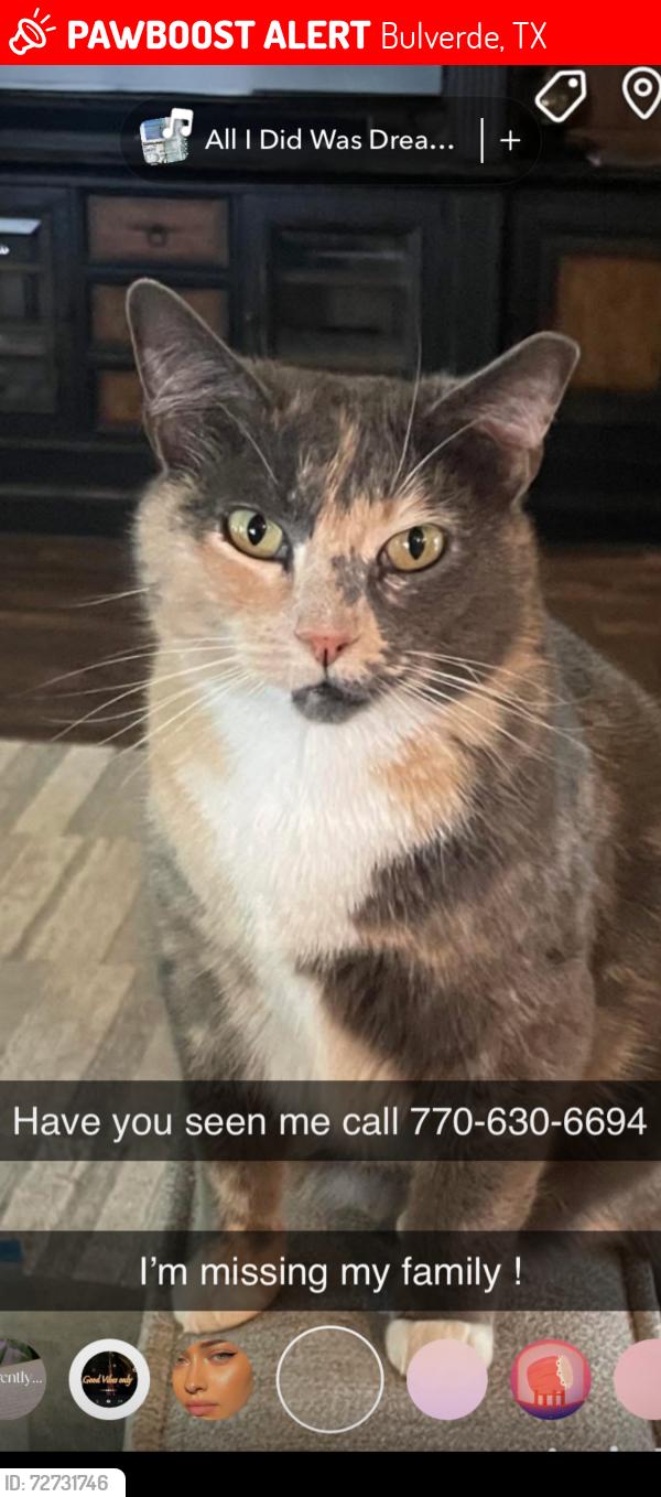 Lost Female Cat last seen Ammann road , Bulverde, TX 78163