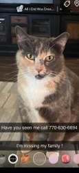 Lost Female Cat last seen Ammann road , Bulverde, TX 78163