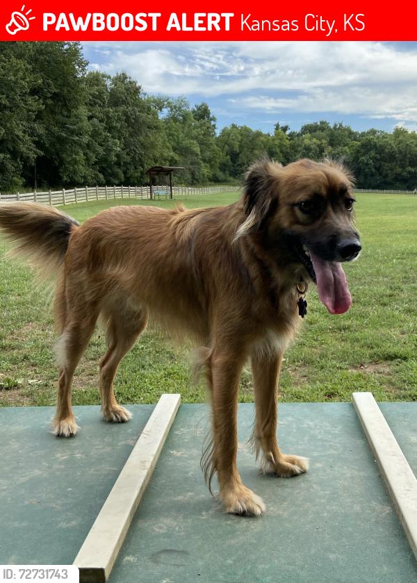 Lost Male Dog last seen 18th St. and Metropolitan, Kansas City, Kansas, Kansas City, KS 66106