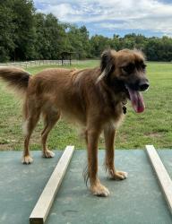 Lost Male Dog last seen 18th St. and Metropolitan, Kansas City, Kansas, Kansas City, KS 66106