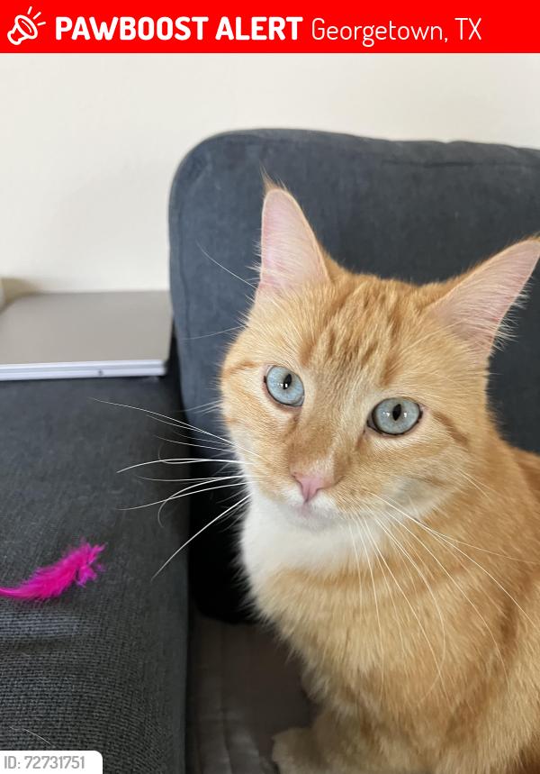 Lost Male Cat last seen Pinnacle Drive , Georgetown, TX 78626