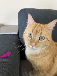 Lost Male Cat last seen Pinnacle Drive , Georgetown, TX 78626