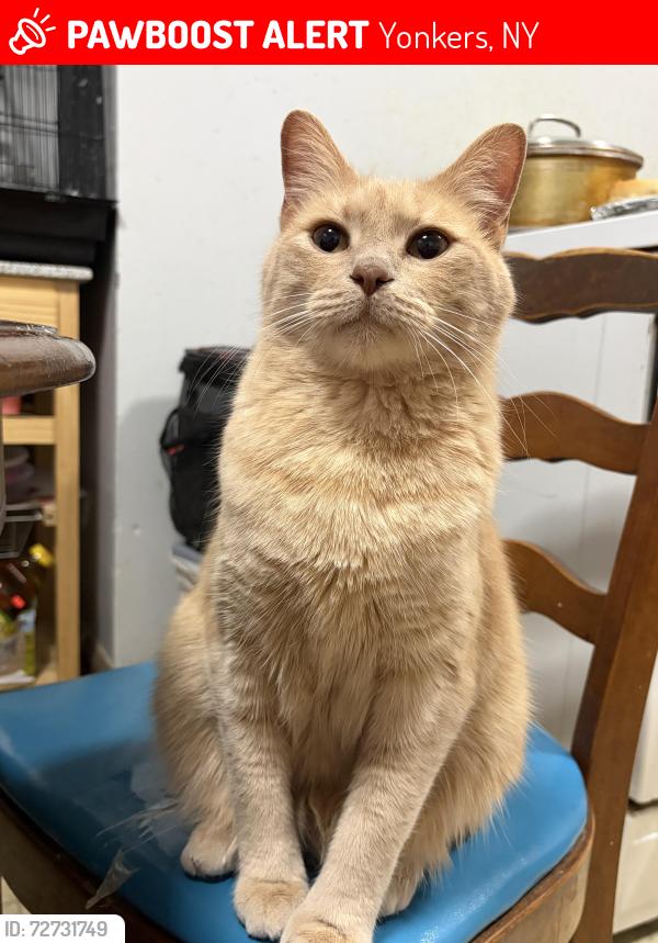 Lost Male Cat last seen Elm st , Yonkers, NY 10701