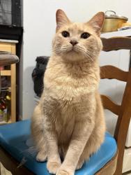 Lost Male Cat last seen Elm st , Yonkers, NY 10701