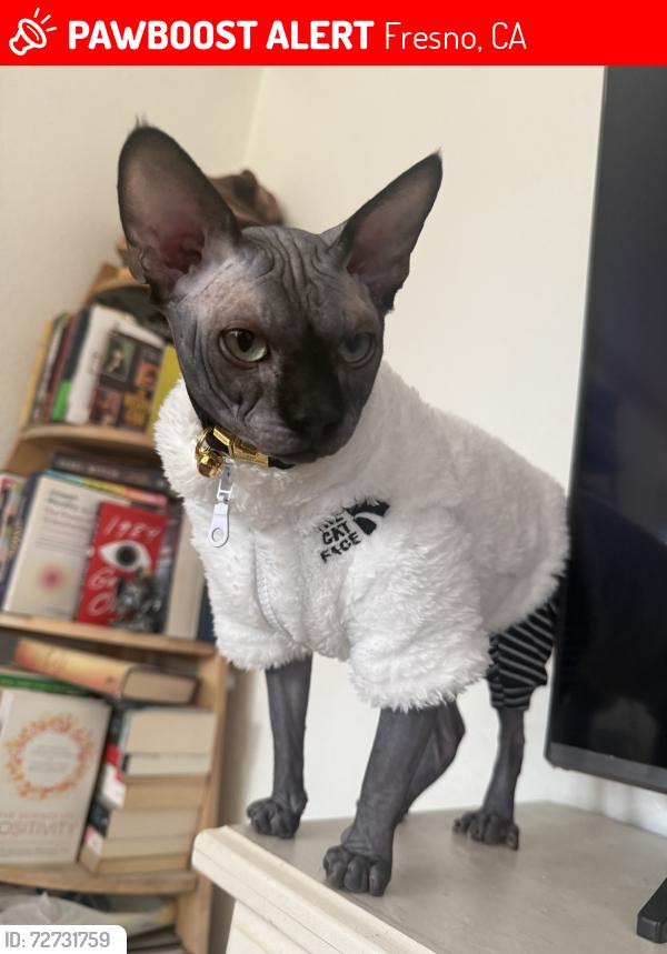 Lost Male Cat last seen Roosevelt high school, Fresno, CA 93721