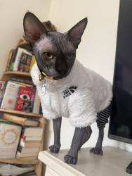 Lost Male Cat last seen Roosevelt high school, Fresno, CA 93721