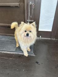 Found/Stray Male Dog last seen Nance, Acworth, GA 30144