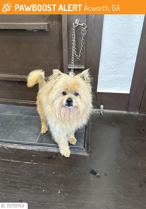 Found/Stray Male Dog last seen Nance, Acworth, GA 30144