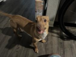 Found/Stray Male Dog last seen Middle fiskville, Austin, TX 78752