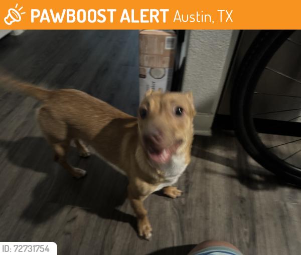 Found/Stray Male Dog last seen Middle fiskville, Austin, TX 78752
