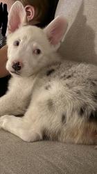 Lost Male Dog last seen Coves at knox ridge, Converse, TX 78109